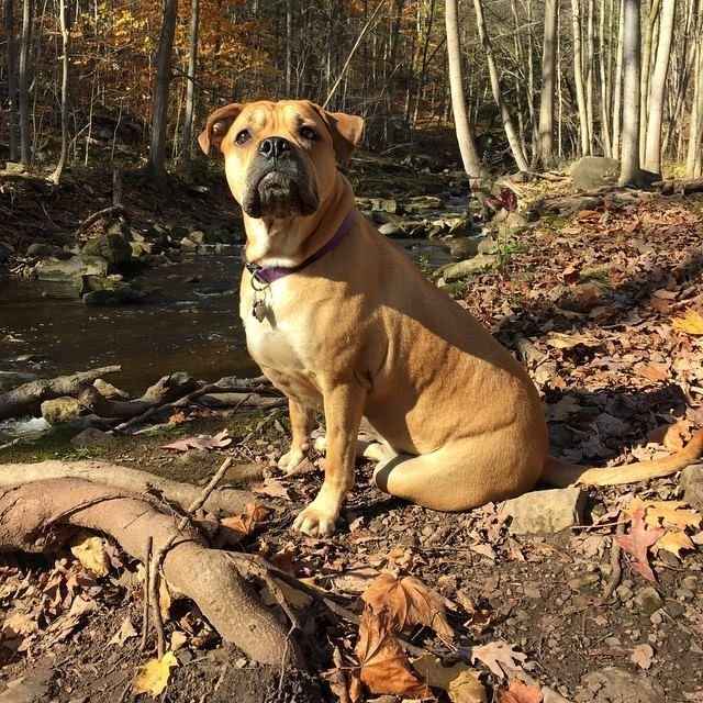 Furry Friends in the ceremony - Experiences?