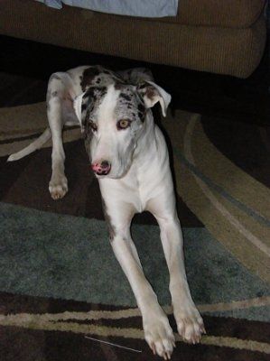 Just for fun- haven't seen the furbabies in awhile