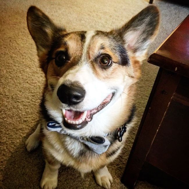 NWR: Puppies and fur babies!