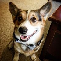 NWR: Puppies and fur babies!