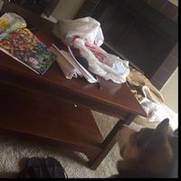 NWR: My pup thinks she's people. She's right. Show me your "people pups!"