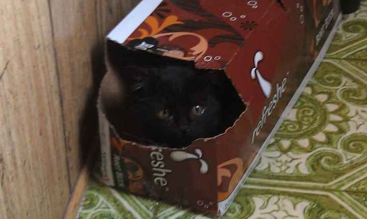 Let's see some FUR babies!