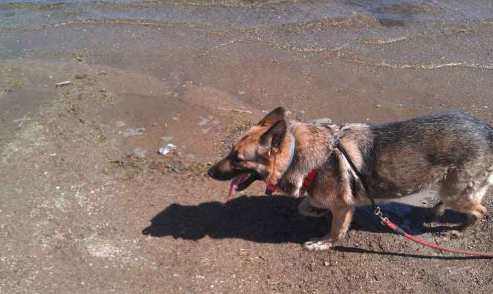 Let's see some FUR babies!