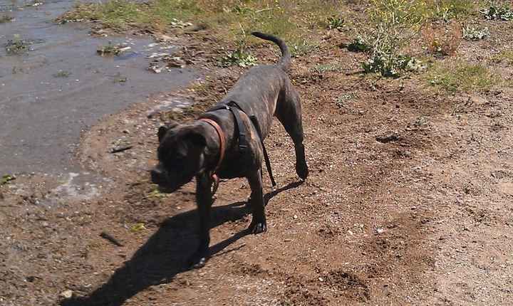 Let's see some FUR babies!