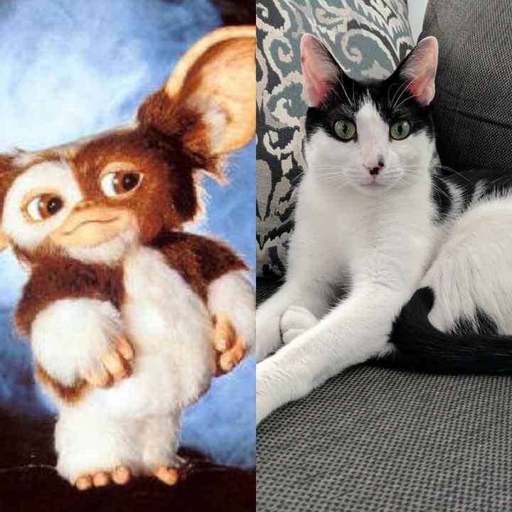 NWR: Pet Owners...Can we play a fun game? :D