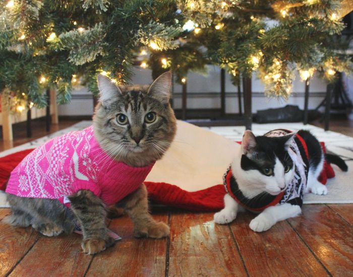 NWR - xmas pictures with fur-babies!
