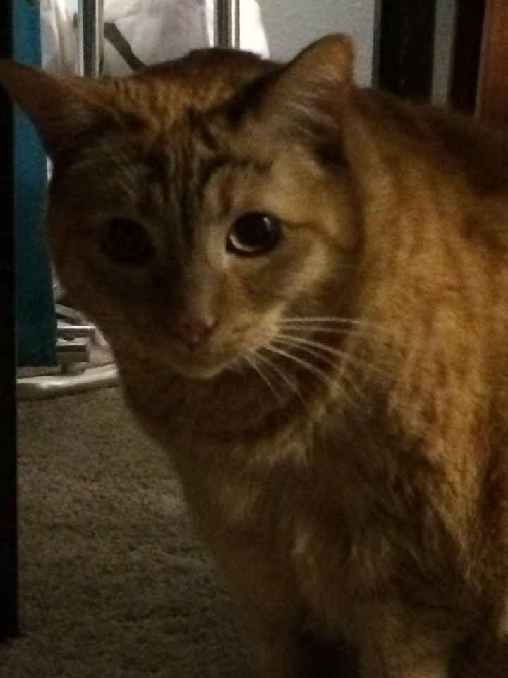 NWR Wait.....This looks familiar... (furbaby!)