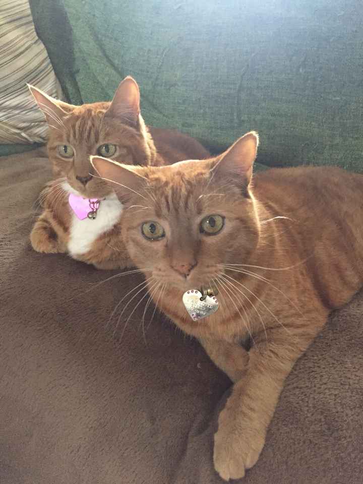 Got a new puppy, lets see a pic of your pets