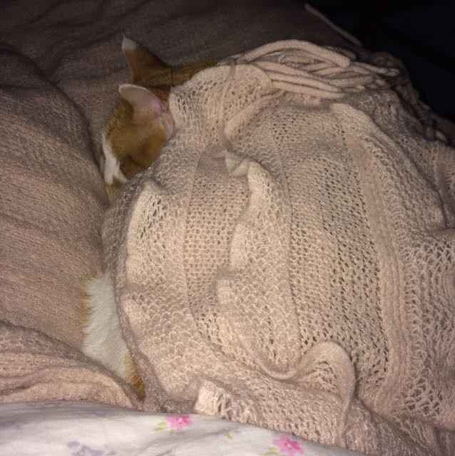 KWR: Who else missed their pets?