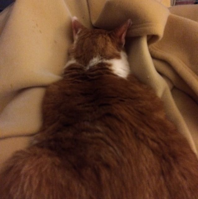 Let me see those fur babies!