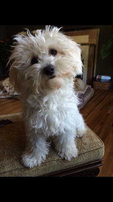 NWR: Puppies and fur babies!