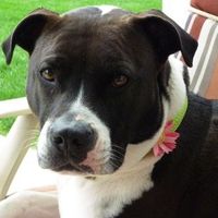 SBR: Meet my Fur-babies, lets see yours too