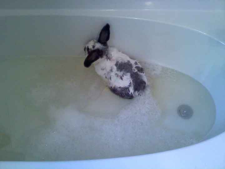 Do you and your FH have a pet?