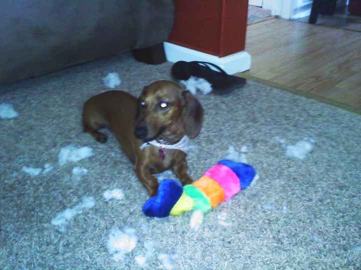 Do you and your FH have a pet?