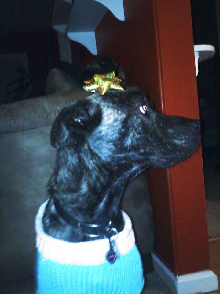 Do you and your FH have a pet?