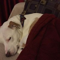 Show me those puppies!