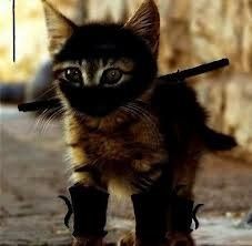 Workout Kitty Says If You See Me