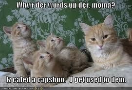 Mrs S ... We need to start another funny Cat thread!