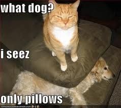 Mrs S ... We need to start another funny Cat thread!
