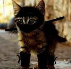 Workout Kitty Says If You See Me