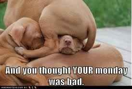 Mrs S ... We need to start another funny Cat thread!