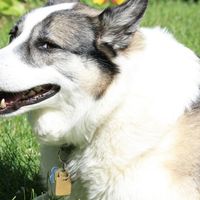 Adopted a new fur baby! (with pic) names please!! any siberian husky owners out there??