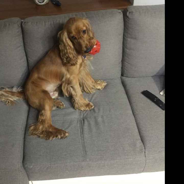 Any pet related stories? - 2
