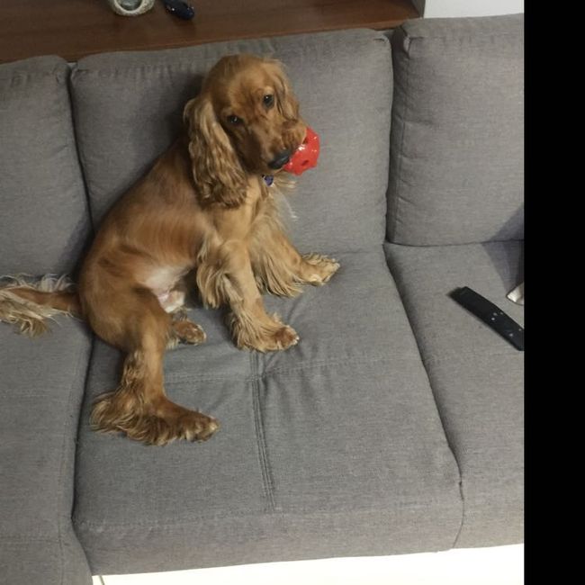 Any pet related stories? - 2
