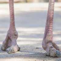 Show Off Your Shoes!