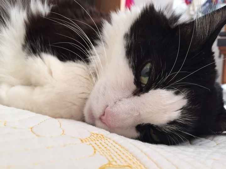 NWR: Tomorrow is National Cat Day!