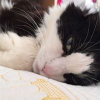 NWR: Tomorrow is National Cat Day!