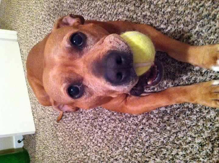 Just for fun, lets see your crazy pet child....