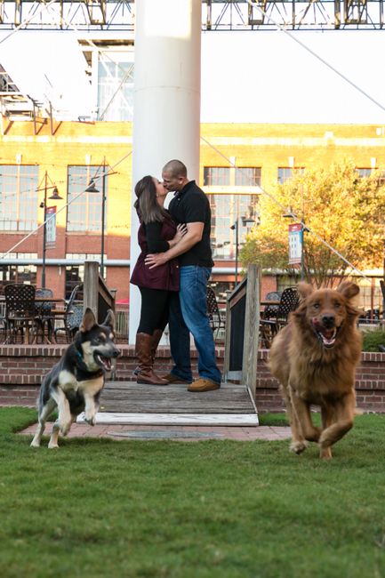 Are you including your pet in your engagement pictures? - 1