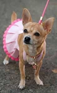 Just for fun- haven't seen the furbabies in awhile