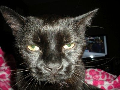 NWR: Show off your fur baby!