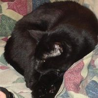 Show off your furbabies!