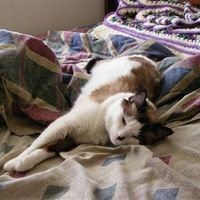 Show off your furbabies!