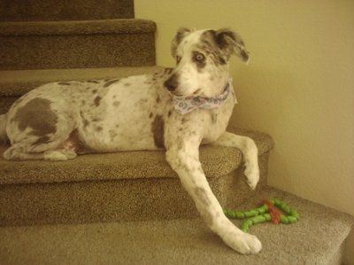NWR: Furry Friends