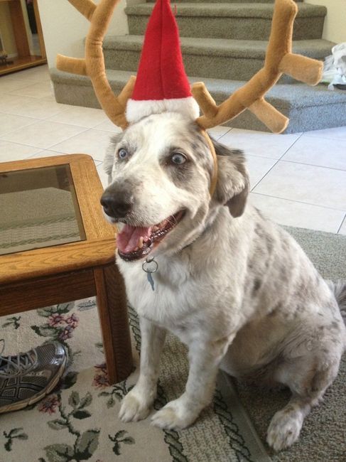 Christmas time with the furbabies!