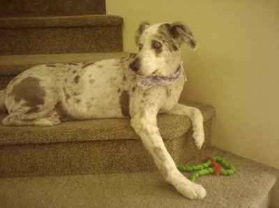 NWR: Furry Friends