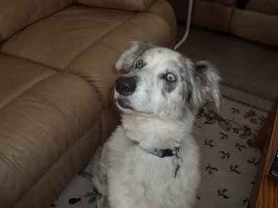 NWR: Furry Friends