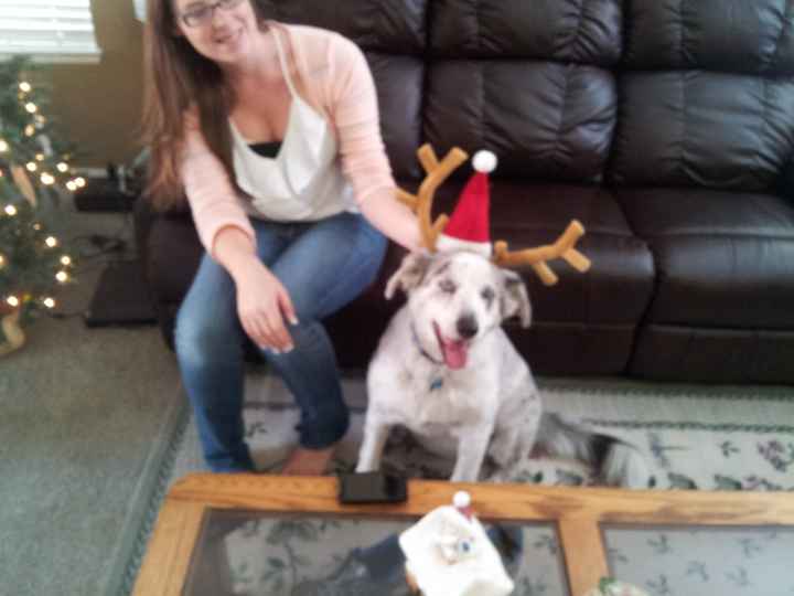 Christmas time with the furbabies!