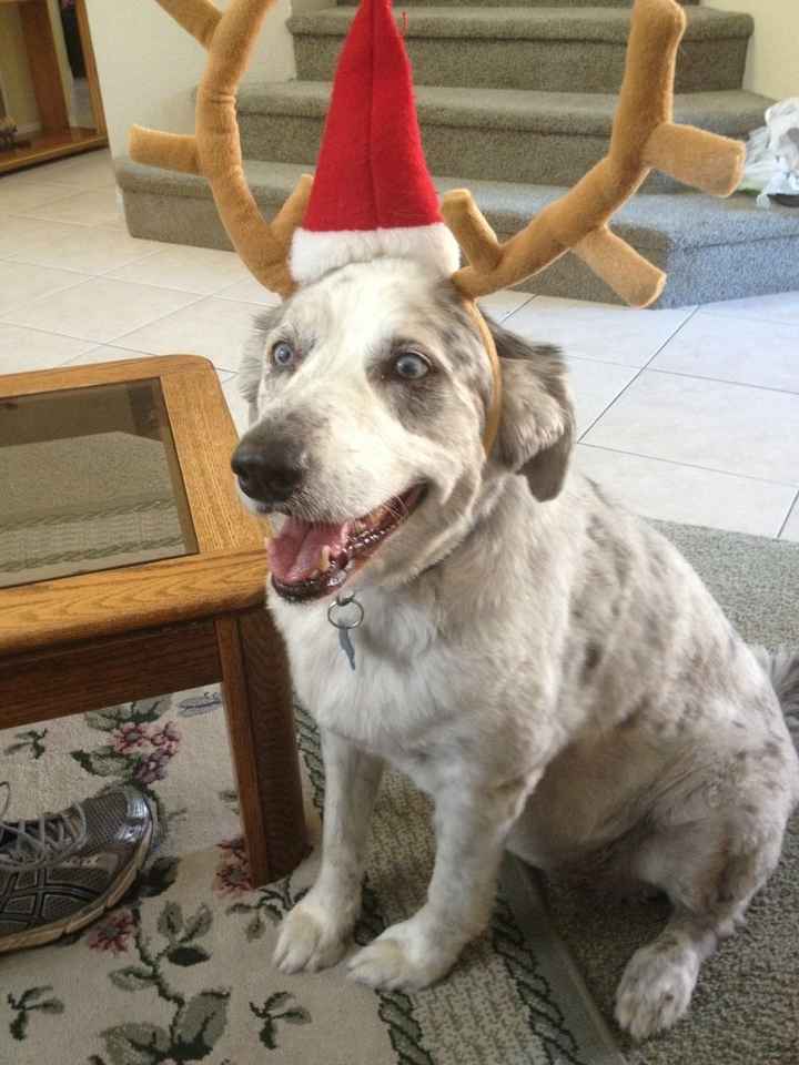 Christmas time with the furbabies!
