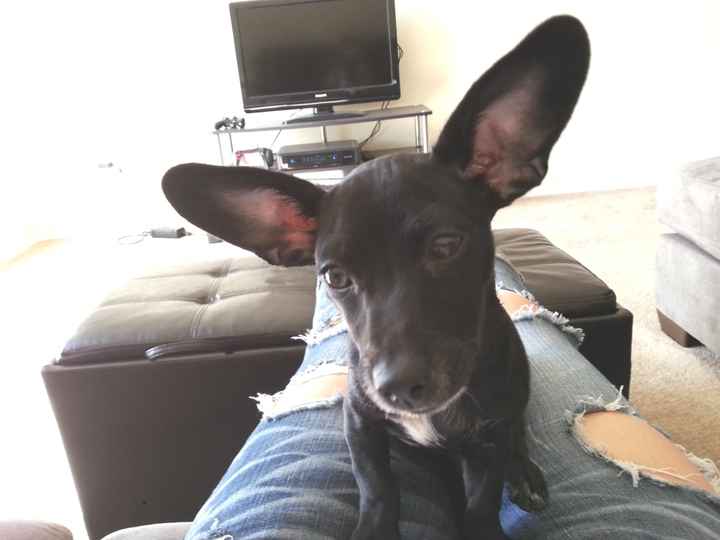 NWR- who has adopted their animals??