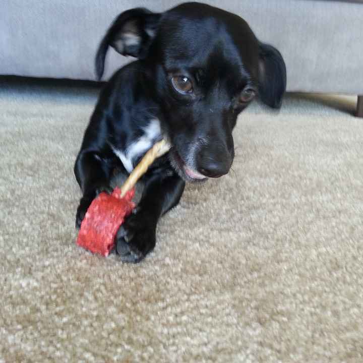 NWR Happy Fursday! Show me your fur babies!