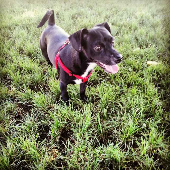 NWR Happy Fursday! Show me your fur babies!