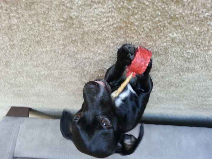 Got a new puppy, lets see a pic of your pets