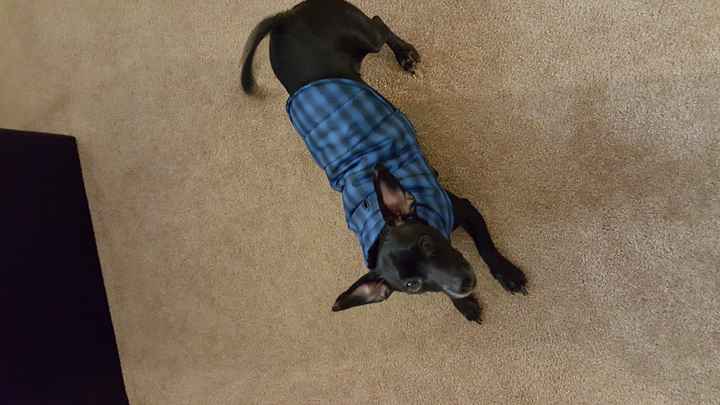 Brag Post - Pet Edition!