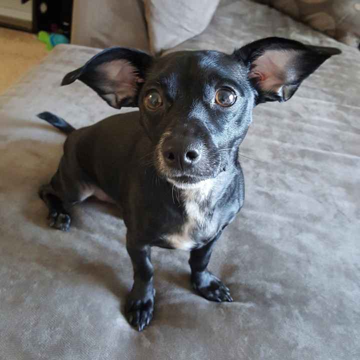 Show off your fur babies!