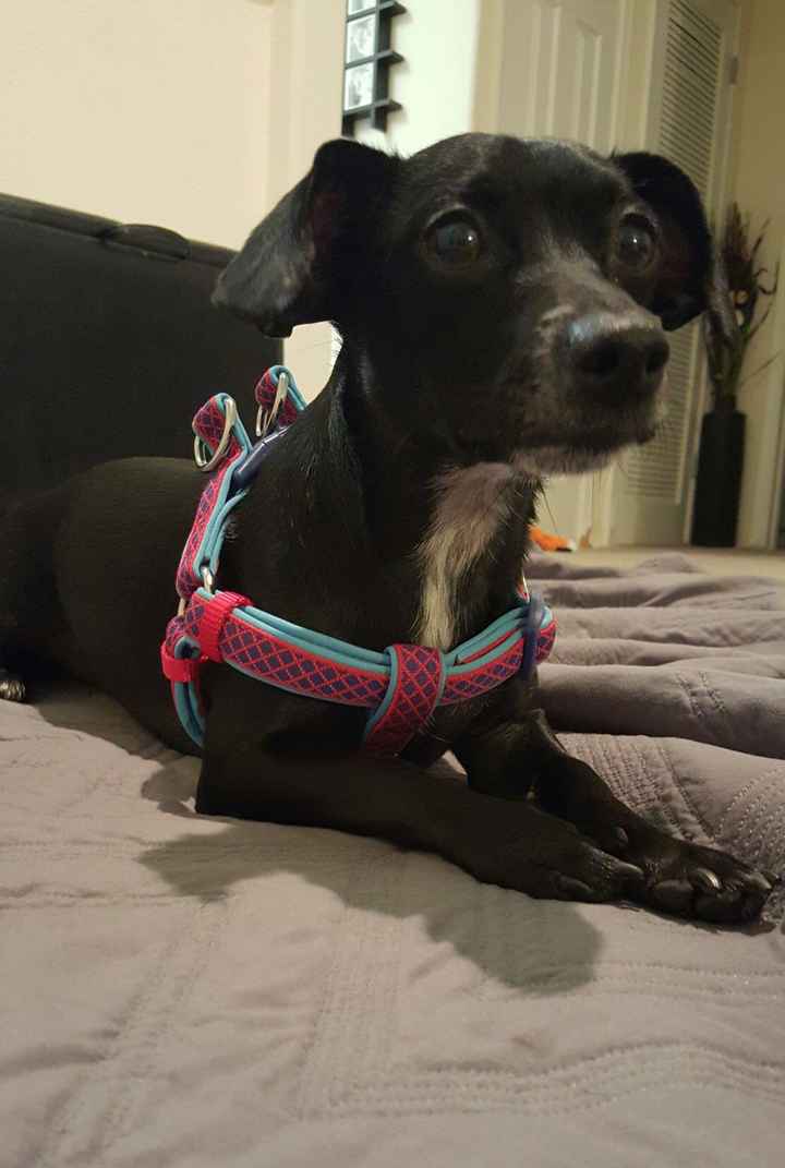 Sick and need cheering up--show me your Fur babies!